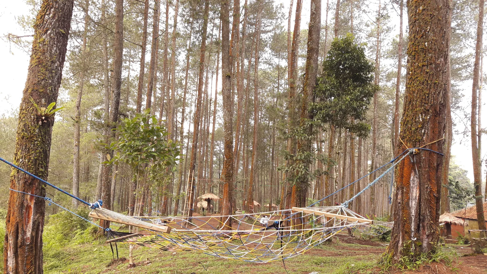 Hutan pinus Cikole Lembang Bandung Barat — pemandangan area sekitar Farm House Susu